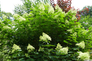 Hydrangea paniculata Limelight    